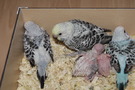 110825 --- R1, R2, R4, R20 och R21